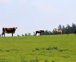 Ministerstvo zemědělství zveřejnilo Zelené zprávy za rok 2017 a 2018