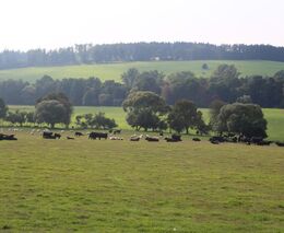Ministr zemědělství schválil sazby přechodných vnitrostátních podpor