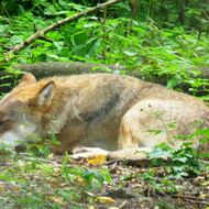 Pozice Copa-Cogeca k situaci velkých predátorů