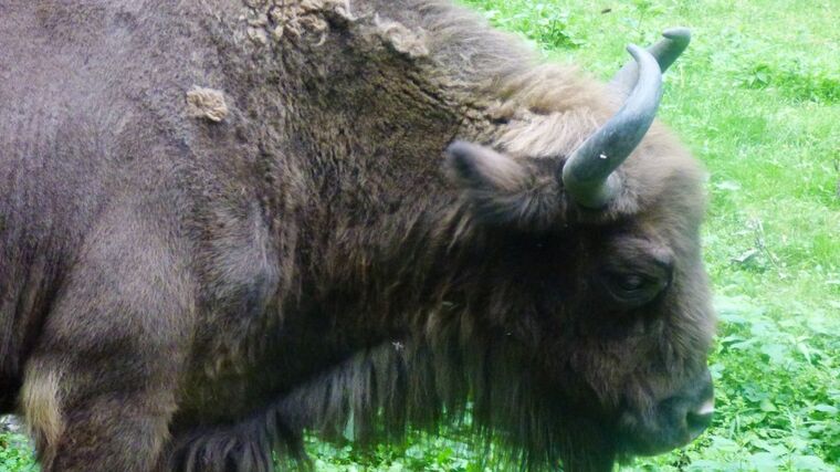 V ohrožené rezervaci velkých kopytníků se narodilo první zubří mládě letošního roku