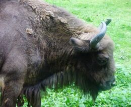 V ohrožené rezervaci velkých kopytníků se narodilo první zubří mládě letošního roku