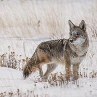 Náhrada újmy za ztížení pastvy v místech výskytu vlka za rok 2025