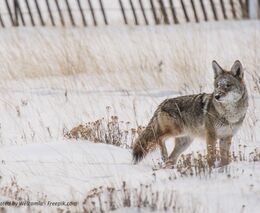  Zkoumáme kritické situace blízkých setkání lidí a vlků, říká Miroslav Kutal