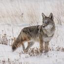 Vlk se vrátil do přírody, ale žere dobytek. Česko jej chce méně chránit