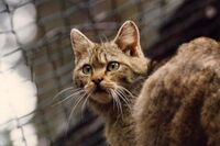 Jaká je aktuální situace velkých predátorů v České republice?