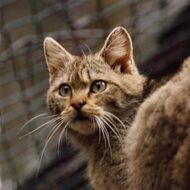 ČT: Týrání zvířat v oboře Březka míří k soudu, bývalému vedoucímu hrozí až 6 let