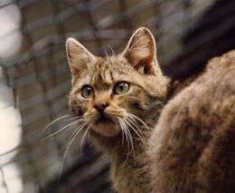 Záběry týrání zvířat rozčílily ministra Výborného: Takový člověk nemůže řídit oboru