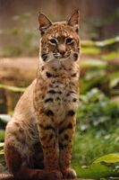 Jaká je aktuální situace velkých predátorů v České republice?