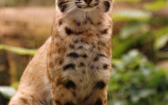 Počet rysů v českých lesích mírně narůstá, tvrdí mezinárodní průzkum