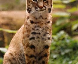 Počet rysů v českých lesích mírně narůstá, tvrdí mezinárodní průzkum