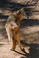 Jaká je aktuální situace velkých predátorů v České republice?