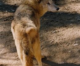 Připomínky myslivců byly k ničemu. Vlk bude chráněn všude, v neomezených počtech a bez výjimky