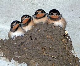 Z českých zahrad mizejí ptáci