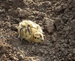 Národní pták Česka – pták Čech, Moravy a Slezska