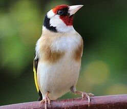 Krmte ptáčky, ale rozumně!