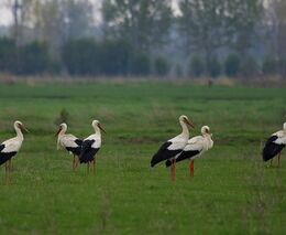 Jaro ožívá s návratem čápů. Zapojte se do sledování hnízd
