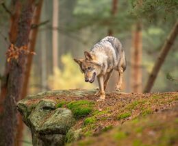 Bavorsko usnadnilo odstřel vlků, platí zásada jednoho roztrhaného zvířete