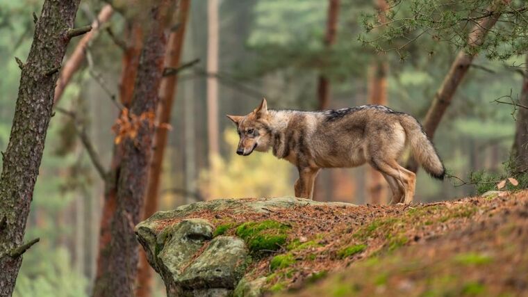 V Krkonoších se už množí vlci, ze tří mláďat našli ochranáři jedno zakousnuté