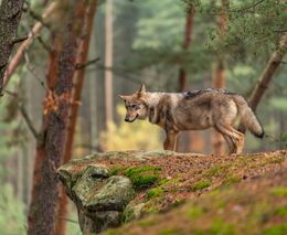 Počet škod způsobených vlky klesá