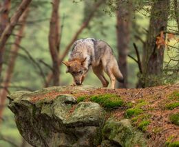Rostoucí počty vlků představují problém, snižme jejich ochranu, navrhuje Evropská komise 