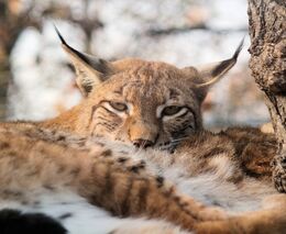 Rysa ze Šumavy našli u šéfa myslivců v mrazáku