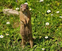 Záchranné programy pro ohrožené druhy zemědělské krajiny: na řadě je sýček a sysel
