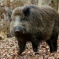 SVS vymezila ochranné pásmo navazující na pásmo infekce, sahá až k Harrachovu 