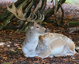 Ministerstva: Česko změní zákon kvůli invaznímu jelenu sika, upraví lov i chov