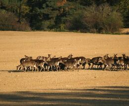 Společný tiskový komentář nevládních organizací k předání petice ČMMJ