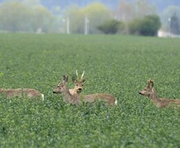 Ochrana stromků před zvěří