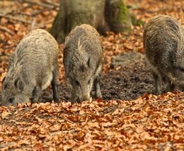 Jaký zákon, taková myslivost