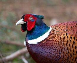 V ČR bylo po půl roce potvrzeno ohnisko ptačí chřipky v komerčním chovu