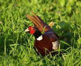 Kšeft s mysliveckým zákonem na úkor zemědělců, vlastníků lesů, státních peněz a udržitelné krajiny