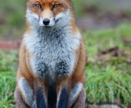 Na mikropopulaci králíků divokých líčí lišky a kuny