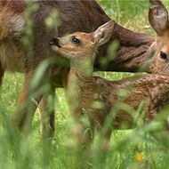 Drony s termovizí budou chránit srnčata. Dobrovolnický spolek se připravuje na novou sezonu