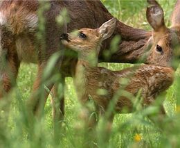 Dalibor Šafařík: Zvěř do lesa patří, ale nesmí ho likvidovat