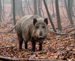 Pozvánka na konferenci „Zásady managementu černé zvěře v období populačního nárůstu“