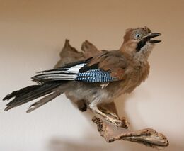 Hra o budoucnost myslivosti