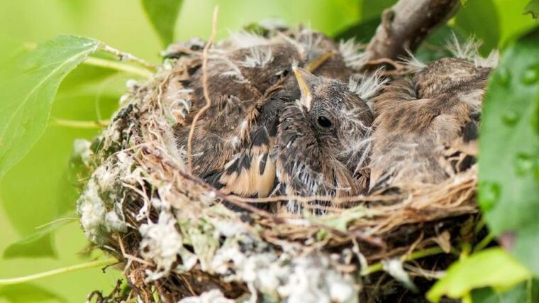 Jiřička obecná je v Česku ptákem roku 2020, pro ornitology je stále velkou záhadou