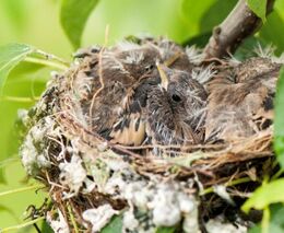 Jiřička obecná je v Česku ptákem roku 2020, pro ornitology je stále velkou záhadou