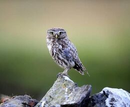 Studio N: Proč z české krajiny mizí ptáci