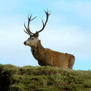 Ministerstvo: Novely zákonů o myslivosti a lesích by měly být hotové příští rok