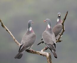 Záchranné stanice letos zatím přijaly 18 425 zvířat, přibývá holubů hřivnáčů