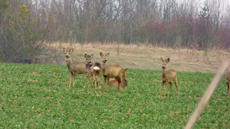 Množství zvěře na jižní Moravě se výrazně nemění, stavy se nedaří snížit 