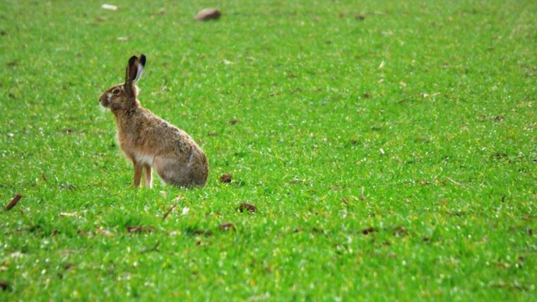 Žádný hon, nejsou zajíci. Zvýšit populaci má úbytek pesticidů a půda v ekorežimu 