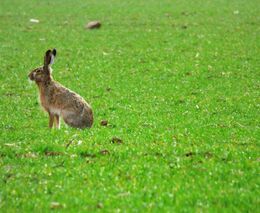 Za třicet let klesl počet zajíců o 50 procent. Myslivci se to snaží zvrátit