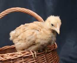 Život za život. Evropská unie zvažuje zákaz zabíjení jednodenních kohoutků