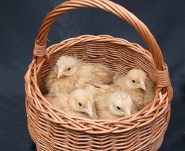 Ministr ocenil mladé vědce za výzkum přenosu bakterií u kurů