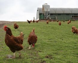 SVS: Česko je oficiálně opět bez ptačí chřipky, může se uvolnit obchod s drůbeží