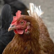 SVS potvrdila čtyři nová ohniska ptačí chřipky v malochovech ve třech krajích